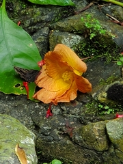Hibiscus tiliaceus pernambucensis