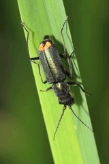 Clanoptilus geniculatus