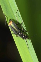 Clanoptilus geniculatus