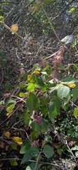 Salvia lasiantha