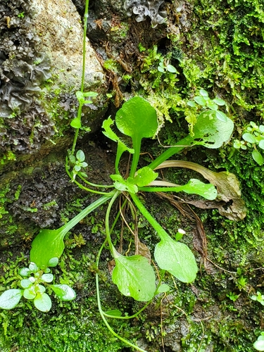 Erigeron bellioides