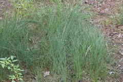Eleocharis tenuis verrucosa