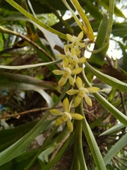 Dichaea calyculata