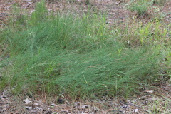 Eleocharis tenuis verrucosa