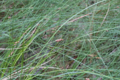 Eleocharis tenuis verrucosa