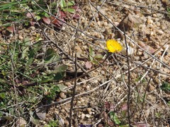 Leontodon longirostris