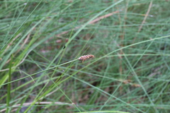 Eleocharis tenuis verrucosa