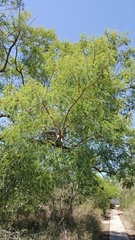 Leucaena pulverulenta