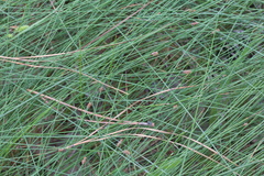 Eleocharis tenuis verrucosa