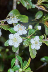 Crataegus gracilior