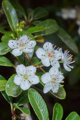 Crataegus gracilior