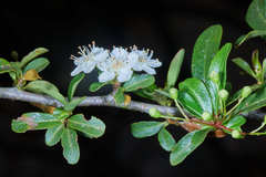 Crataegus gracilior
