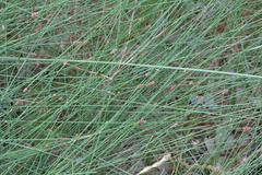 Eleocharis tenuis verrucosa