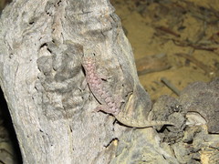 Gehyra variegata