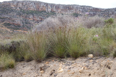 Schoenus cuspidatus