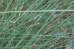 Eleocharis tenuis verrucosa