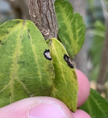 Pseudomonas cichorii