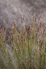 Schoenus cuspidatus