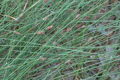 Eleocharis tenuis verrucosa
