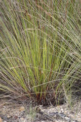 Schoenus cuspidatus