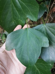 Hedera colchica
