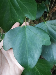Hedera colchica