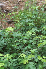 Sanicula canadensis canadensis