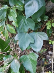 Hedera colchica