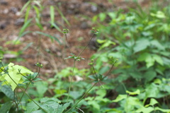 Sanicula canadensis canadensis