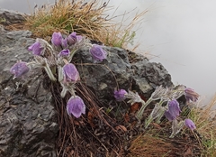 Pulsatilla grandis