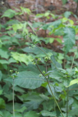 Sanicula canadensis canadensis