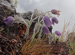 Pulsatilla grandis