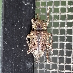 Plistonax difficilis