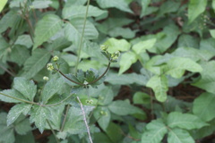 Sanicula canadensis canadensis