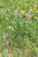 Lupinus sericeus sericeus