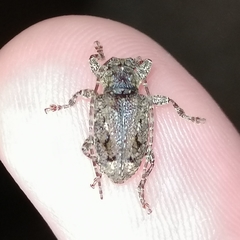 Plistonax difficilis