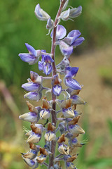 Lupinus sericeus sericeus