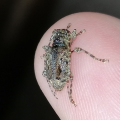 Plistonax difficilis