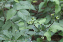 Sanicula canadensis canadensis