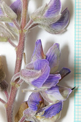 Lupinus sericeus sericeus