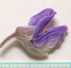Lupinus sericeus sericeus