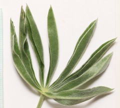 Lupinus sericeus sericeus