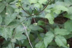 Sanicula canadensis canadensis