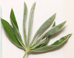 Lupinus sericeus sericeus