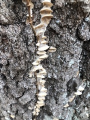 Irpiciporus