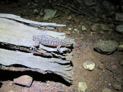 Gehyra variegata