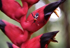 Leptoscelis militaris