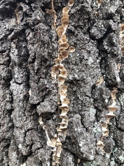 Irpiciporus
