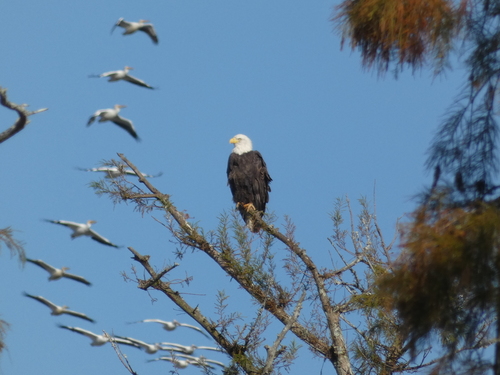 Bald Eagle photographed in Mississippi