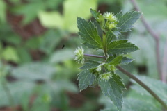 Sanicula canadensis canadensis